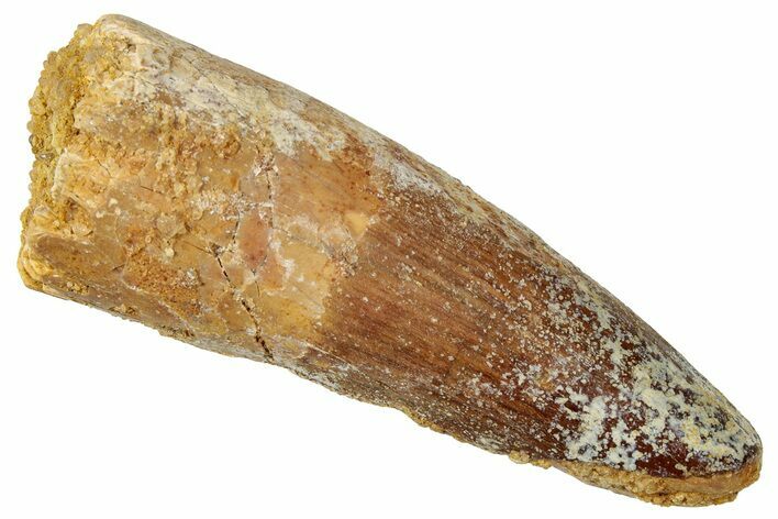 Fossil Spinosaurus Tooth - Real Dinosaur Tooth #357427